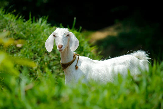 Goat Milk